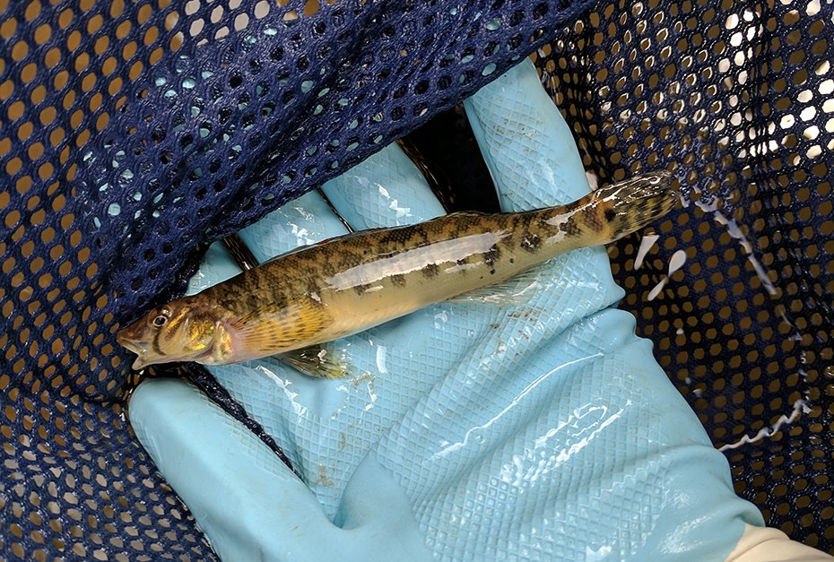 The proposed delisting of Roanoke logperch has big implications for federal regulatory processes, but NC and VA may continue to require protection measures. Read more in our Field Notes newsletter: wetlands.com/roanoke-logper…

#WSSI #wetlands #logperch #virginiawildlife #fieldnotes