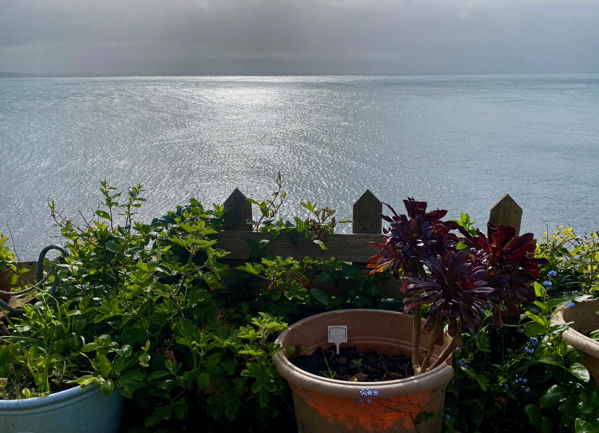 Allotment by the sea #allotmentlife