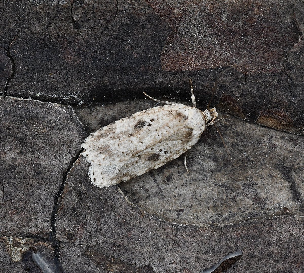 A chilly NE brought an abrupt halt to the proceedings last night for the #moths however 17/10 were found with Chocolate tip, Silver Y (3) and Flame Shoulder NFY. A Brindled Buff/Agonopterix Arenella was found during the day @norfolkmoths @NorfolkNats @BC_Norfolk #mothsmatter