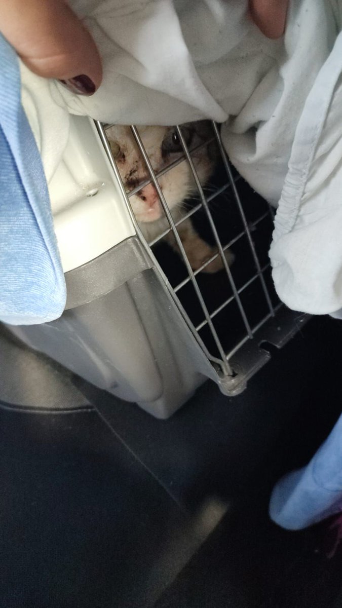 #RONNIE el gatito de la estación de #CORDOBA ha sido rescatado va a necesitar una #acogida y también ayuda para sus gastos veterinarios 🙏🆘‼️ Se adjunta factura veterinaria en el hilo del tuit original. Contacto @klaoe_