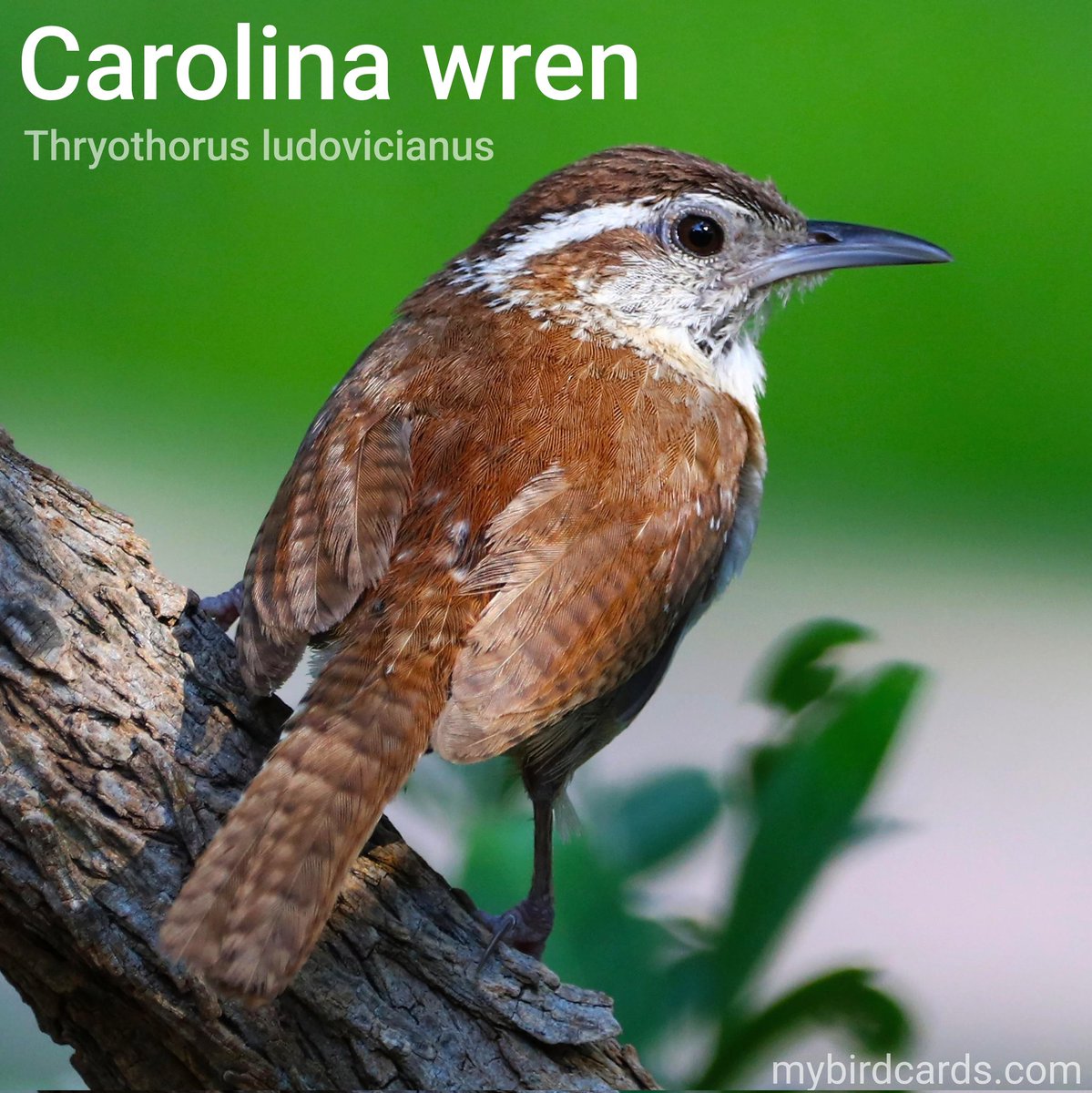 🌎 Carolina wren (Thryothorus ludovicianus) #NorthAmericanbirds #CentralAmericanbirds | #NewWorldwrens #Wrens #Troglodytidae | #mybirdcards #birdcards #birds🦜 #BirdsOfTwitter #birds