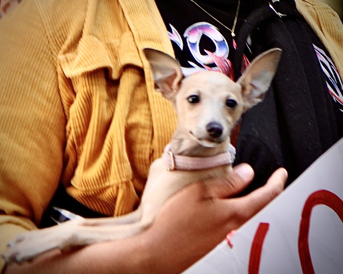.@MFJUnion Picket Pups! Solidarity is adorable.