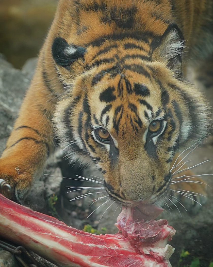 牛骨に夢中なアサちゃんでした😄
#スマトラトラ #上野動物園  #sumatrantiger #tiger