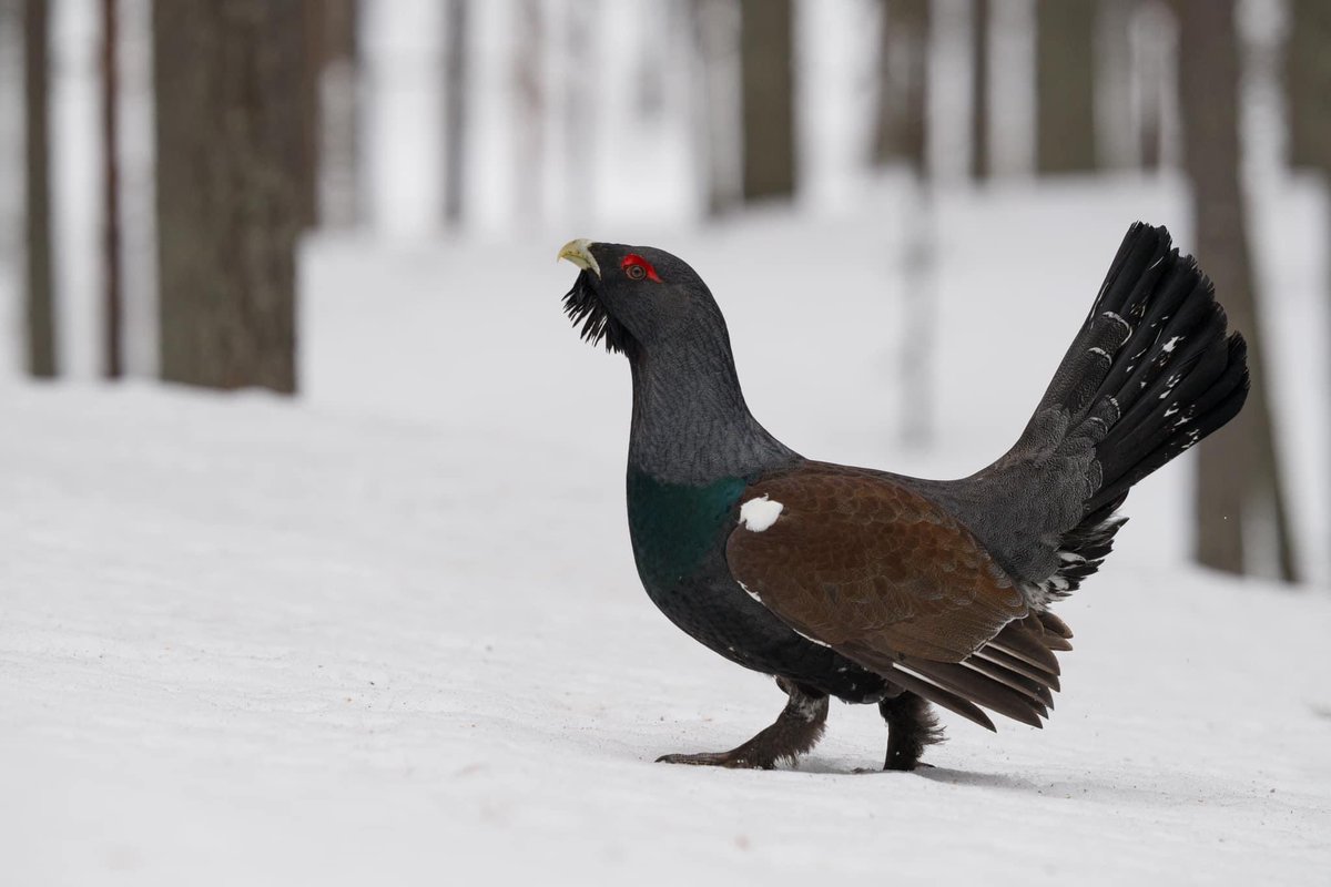 To photograph capercaillies, you have to be in the hide the night before because they are very shy and cautious. I finally caught a glimpse of this male at 6:50 this morning. He approached my hide very slowly.

Capercaillie

Kuusamo, Finland
This Morning 
Photo: Kunito Imai