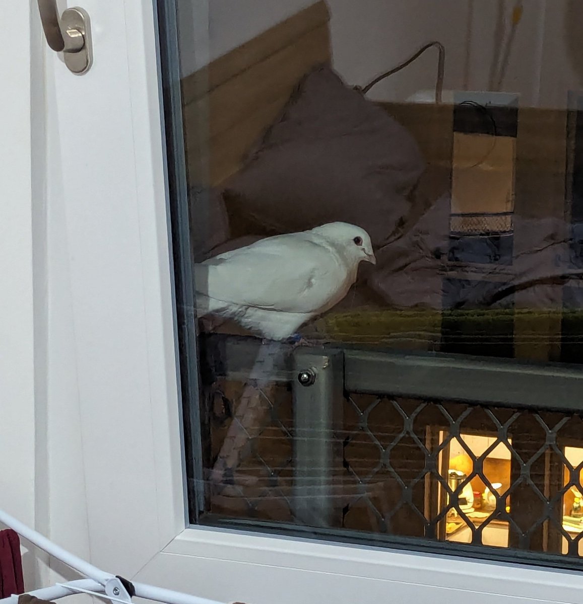 There was a pigeon with the leg ring on my window. Very domesticated (allowed me to touch his feathers but flew away when I moved my hand too fast). Placed some seeds and water on my window. Will see if he returns cuz his wing looks a bit damaged (?)