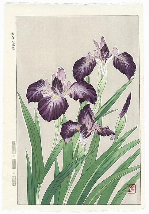 'Purple Irises', an ōban tate-e from the series 'Floral Calendar of Japan', c. 1950s, by Kawarazaki Shodo (河原崎奨堂; 1889-1973), a Japanese painter and designer of floral subjects, published by Unsōdō (芸艸堂) of Kyōto. via Jaded in Japan