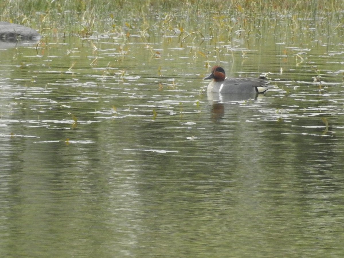 Mary Cadogan (@marycadogan1) on Twitter photo Got a nice ✅️ today of Green Winged Teal <a href="/BirdWatchIE/">BirdWatch Ireland</a> <a href="/CCBOIE/">Cape Clear Bird Obs</a> <a href="/Steveccbo/">Steve Wing</a> <a href="/oliver_geoff/">Geoff Oliver</a> Got a nice ✅️ today of Green Winged Teal <a href="/BirdWatchIE/">BirdWatch Ireland</a> <a href="/CCBOIE/">Cape Clear Bird Obs</a> <a href="/Steveccbo/">Steve Wing</a> <a href="/oliver_geoff/">Geoff Oliver</a>