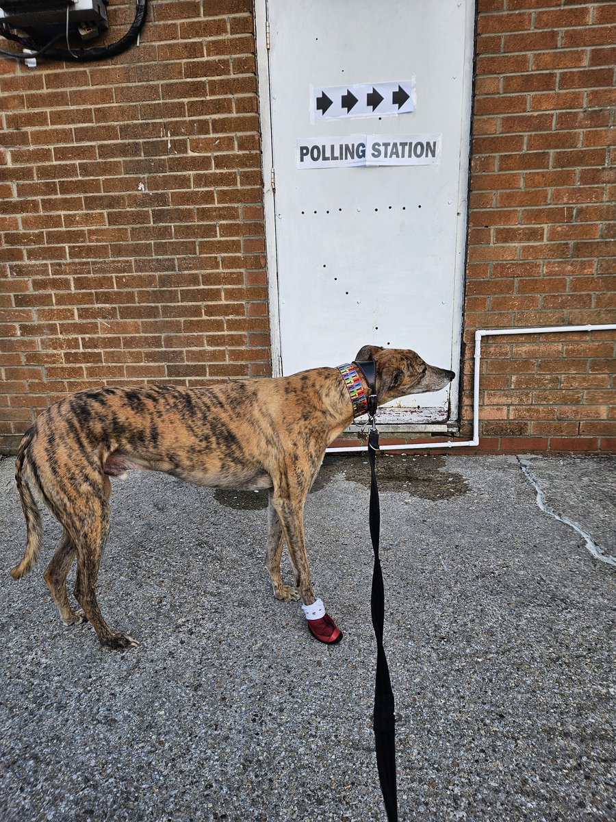 GerryWilson118's tweet photo. #dogsatpollingstations Rory will vote for any party that bans greyhound racing. https://t.co/GkiaiDcDwO