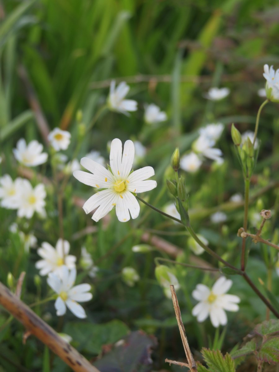 Wild Flower of the Day: