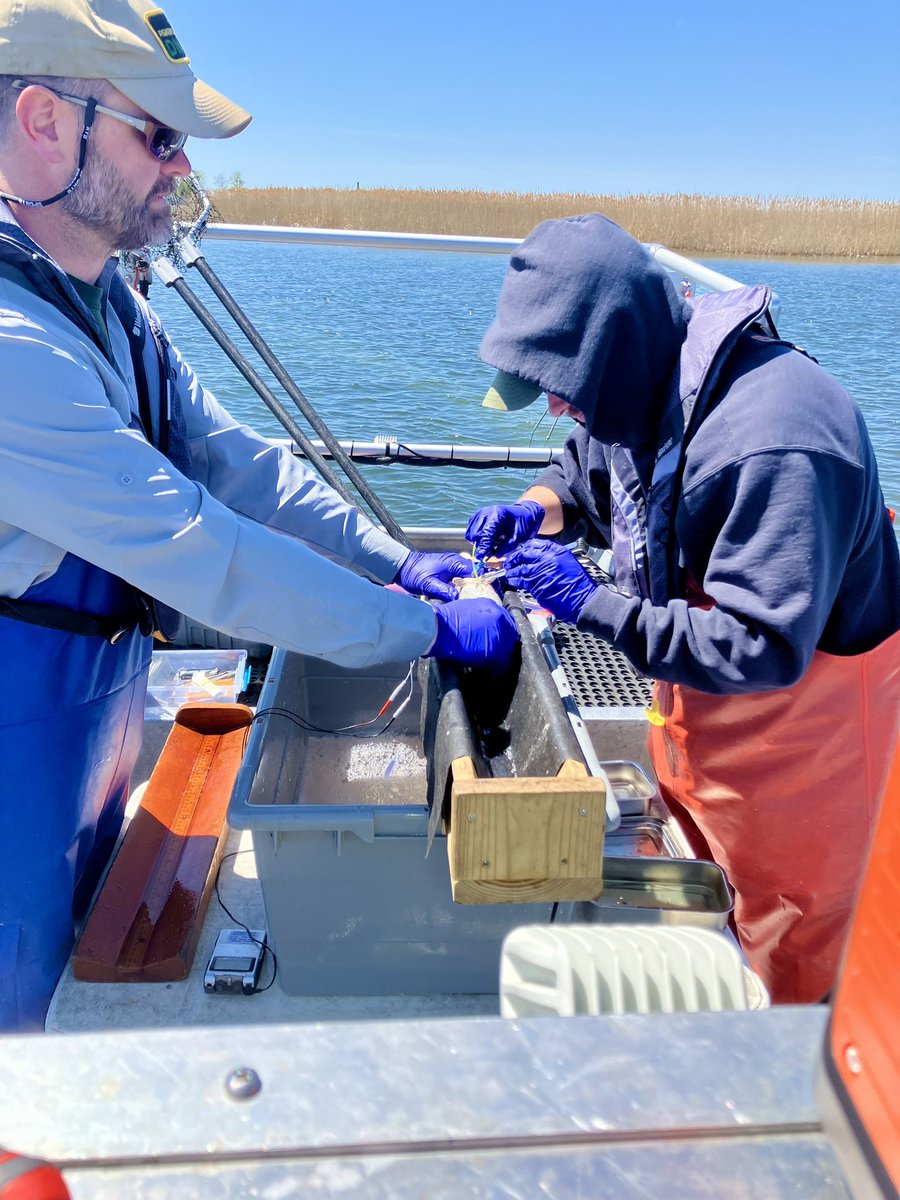 FishBio_Briggs's tweet photo. Another day on #LakeStClair and 25 more fish swimming around the lake with acoustic telemetry tags! 

We tagged 20 #SmallmouthBass and 5 #NorthernPike for our #GLATOS studies.

#GreatLakes #GreatLakesSci https://t.co/P0JOGqMwdp