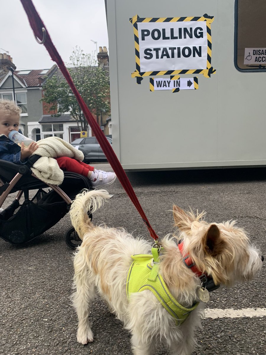 Couldn’t get Bridget to be still she was that eager to get in and vote #london #dogsatpollingstations @VotingDogs #MayoralElection2024 #MayoralElection #uk