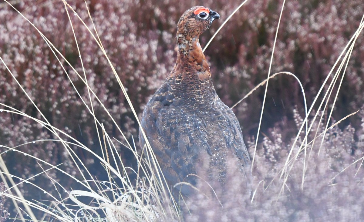 Red Grouse at Lochindorb yesterday and on Sunday.