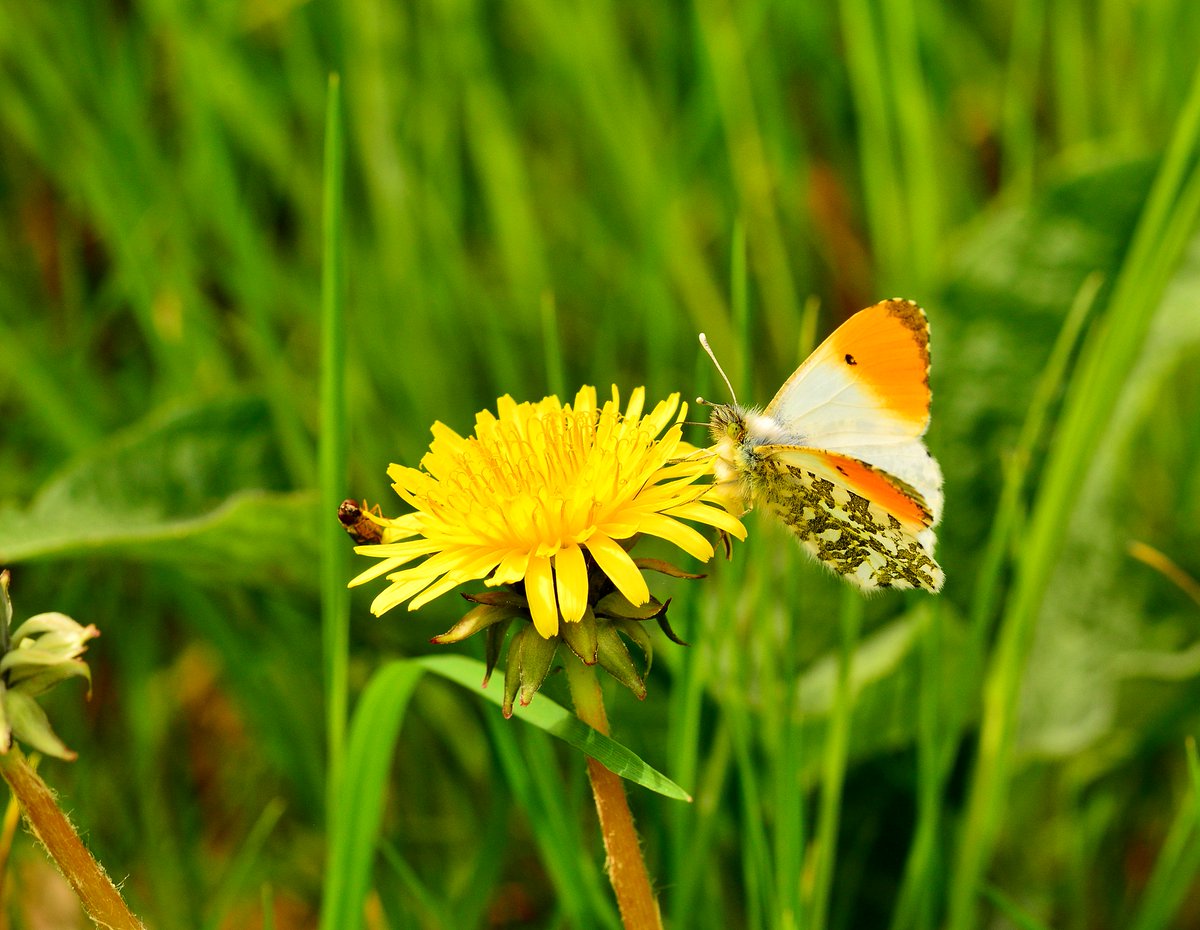 A male Orange-tip butterfly (Anthocharis cardamines) seen in Saltoun Big Wood, East Lothian on Tuesday. #Butterflies @BCeastscotland @wintoncastle