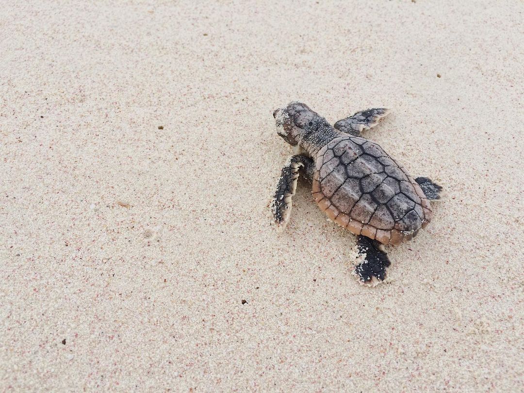 Dato curioso: Una de las playas más importantes de #México para la anidación de #tortugas marinas es #Xcacel, ubicada en la #RivieraMaya. 🌊🐢 ¡Ya empezó la temporada! 🙌 IG: roxielorriaga #CaribeMexicano #TheSignatureParadise