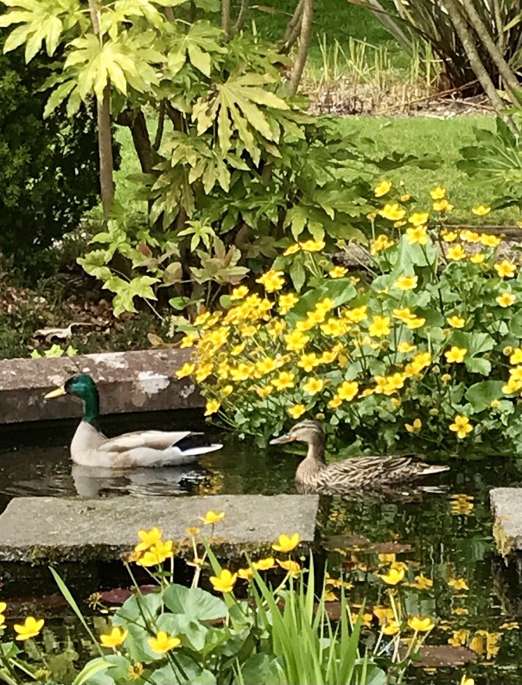 Some of our garden visitors today.