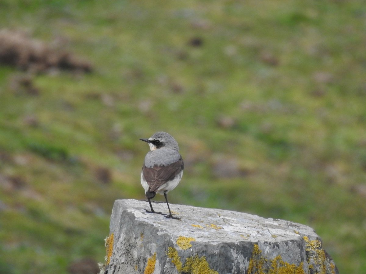 Mary Cadogan (@marycadogan1) on Twitter photo Other birds around the lake this evening. <a href="/BirdWatchIE/">BirdWatch Ireland</a> <a href="/CCBOIE/">Cape Clear Bird Obs</a> <a href="/oliver_geoff/">Geoff Oliver</a> <a href="/Steveccbo/">Steve Wing</a> Other birds around the lake this evening. <a href="/BirdWatchIE/">BirdWatch Ireland</a> <a href="/CCBOIE/">Cape Clear Bird Obs</a> <a href="/oliver_geoff/">Geoff Oliver</a> <a href="/Steveccbo/">Steve Wing</a>