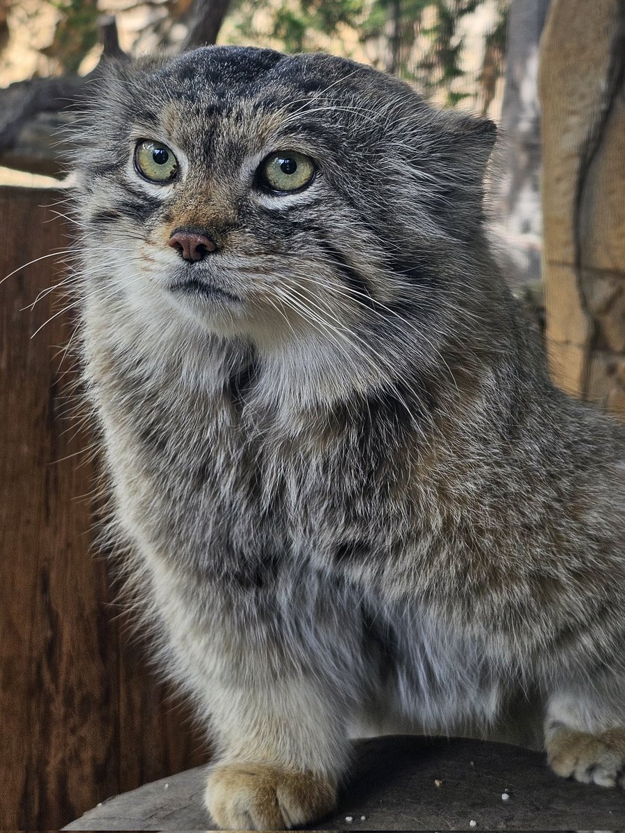 レフくん

📱2024.04.27(土)
#マヌルネコ #レフ♂
#マヌルネコのうた #manul
#pallascat #pallasscat
#那須どうぶつ王国
#nasuanimalkingdom