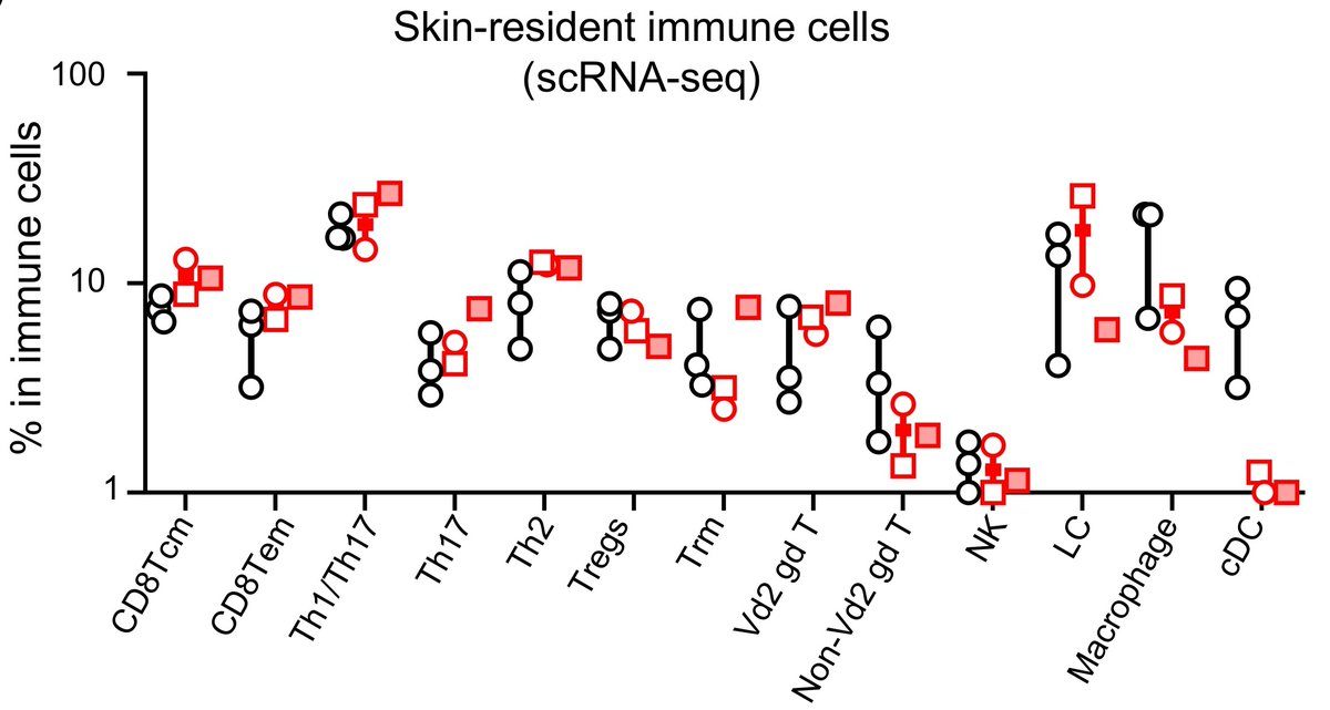 12/ Lastly, because of the severe HPV infections, we investigated patients’ skin phenotype. We demonstrated that the patients nearly lacked dermal dendritic cells. Their skin leukocytic composition was otherwise normal, including Langerhans cells and dermal macrophages.