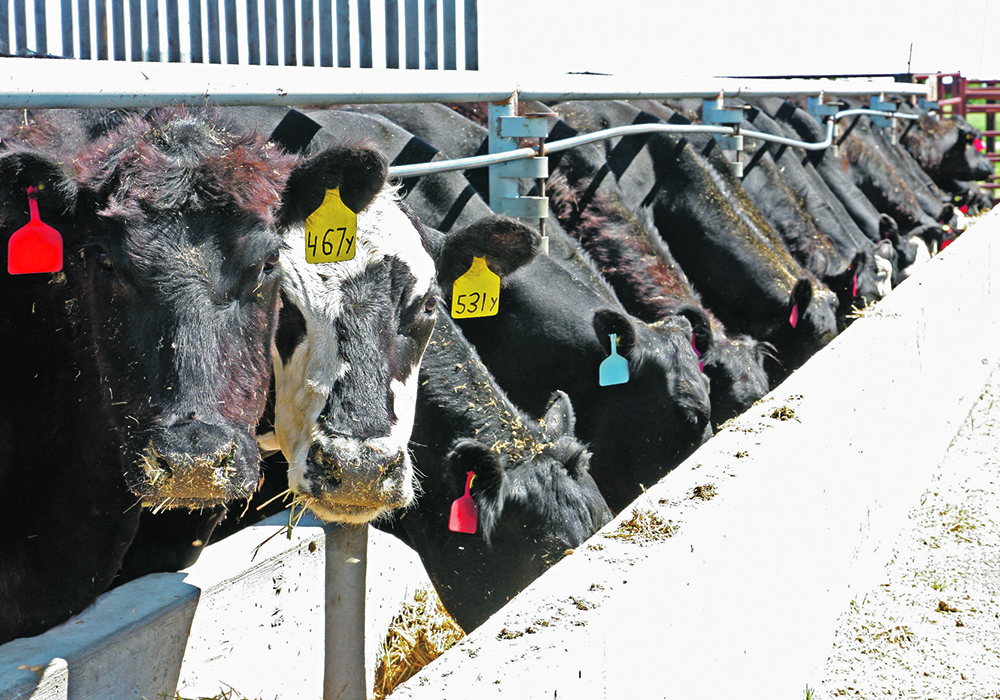 Cattle sector expected to import less U.S. corn ow.ly/Ar9P50RvcEg #westcdnag #cdnag
