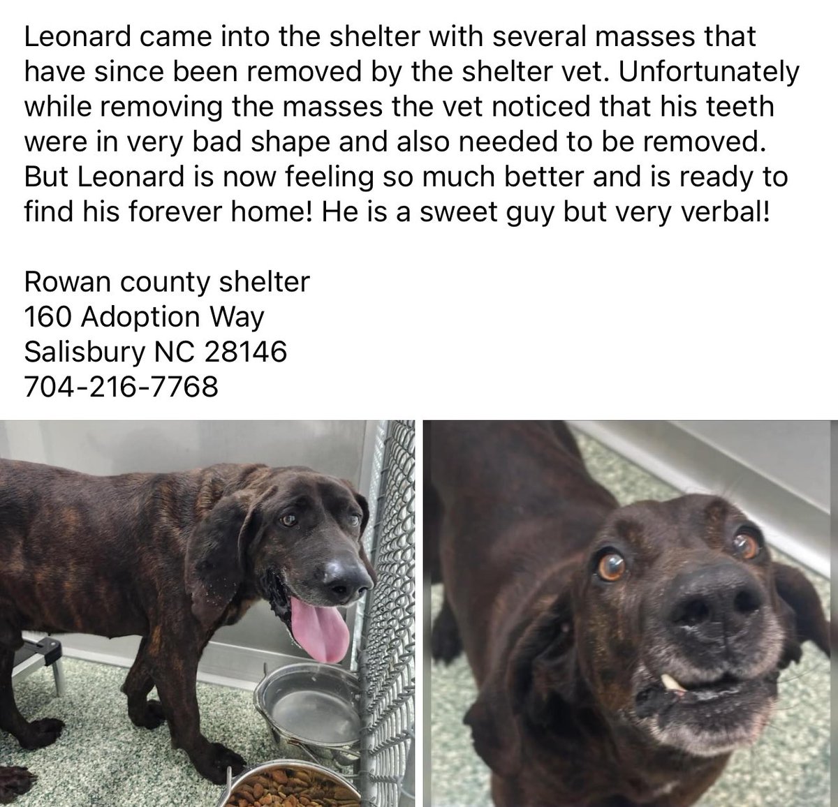 🚨LAST DAY IS 5/4/24
This sweet senior boy is Leonard. He is a staff favorite 🤍 Look at his smile with his new clean teefs!  
📍 Rowan Co. Animal Shelter. 
       Salisbury, #NorthCarolina 
☎️ 704-216-7768
#AdoptDontShop #RescueDog @TomJumboGrumbo @G4TXNYCpups @Dubs4Mutts