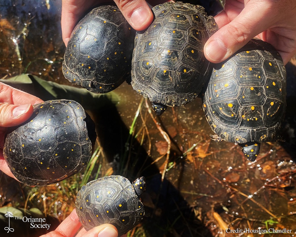 The Orianne Society began working with #SpottedTurtles in Georgia in 2014. Over the last 10 years, they have become one of our primary focal species, with work stretching across Florida, Georgia, and South Carolina. Read more on Science of Scales: oriannesociety.org/science-of-sca…