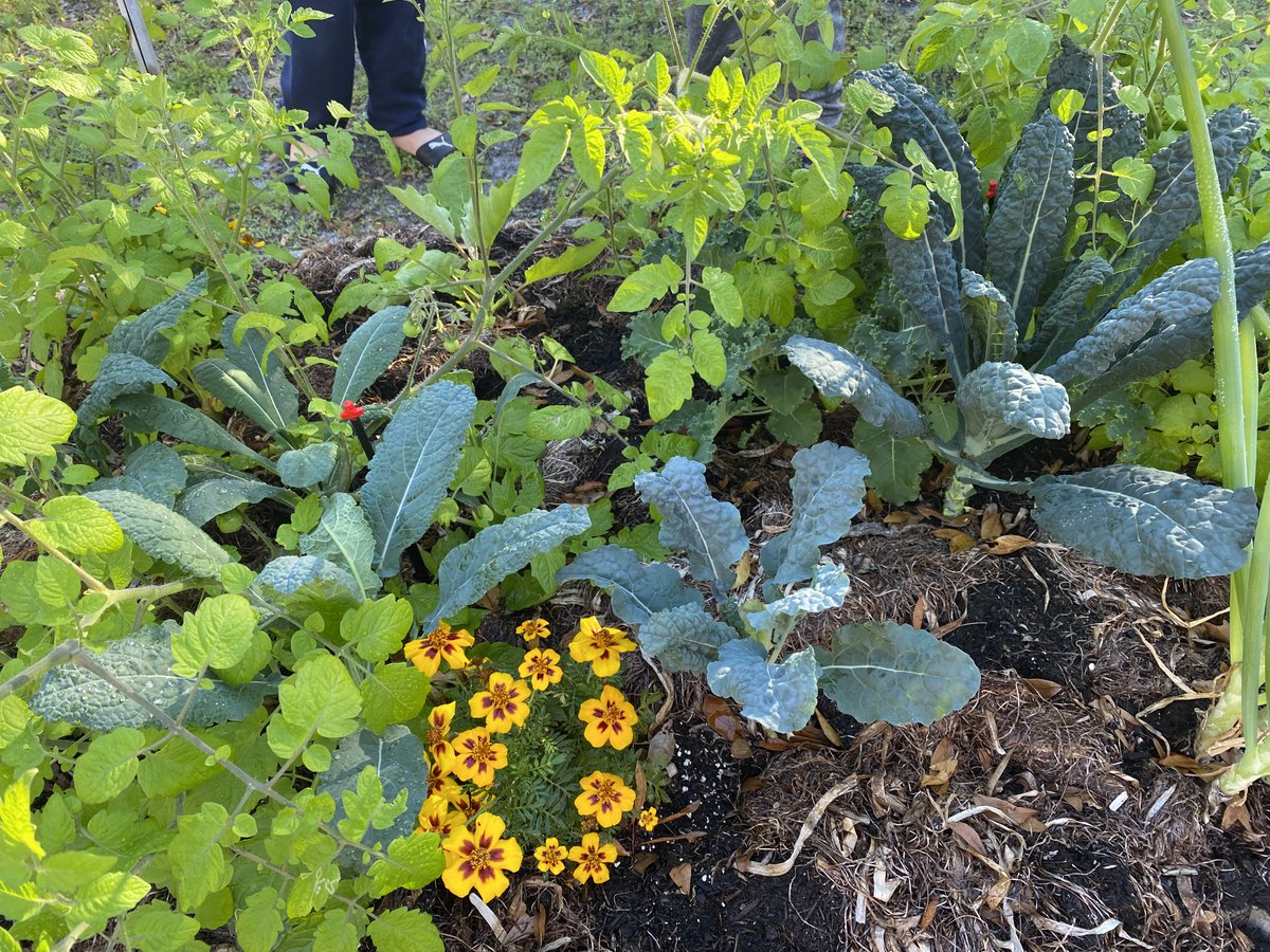 Our first season of Seedlings to Neighbors has come to a close and it was a success! 🌱✨

We are so proud of our participants! Check out some of our their home garden progress photos here. Shoutout to @OHBayfront for sponsoring this empowering program! 🙌 #CommunityGardening