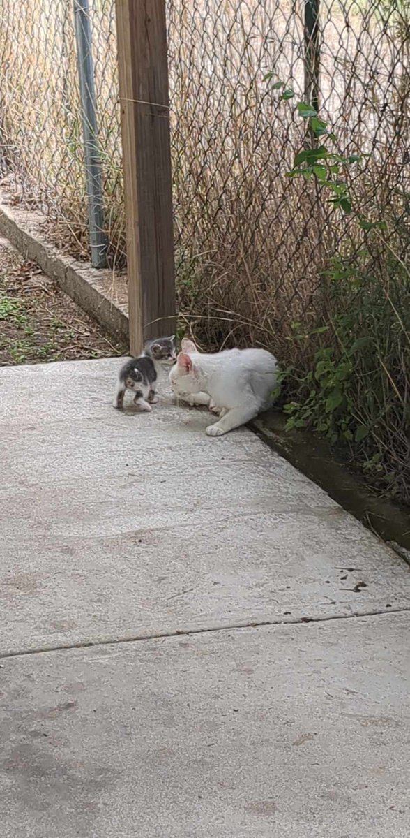 So the cat that has been hanging out outside of house and stuff alot had a baby recently and the kitten 🐾 is so freaking adorable 🥰 oh my gosh look at the baby 😍