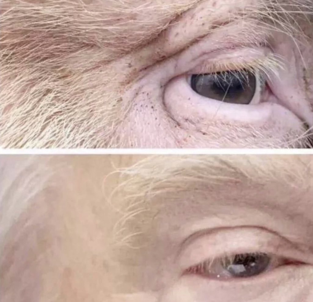 Donald J Trump resting his beautiful blue eyes or a pig? (apologies to the pig)