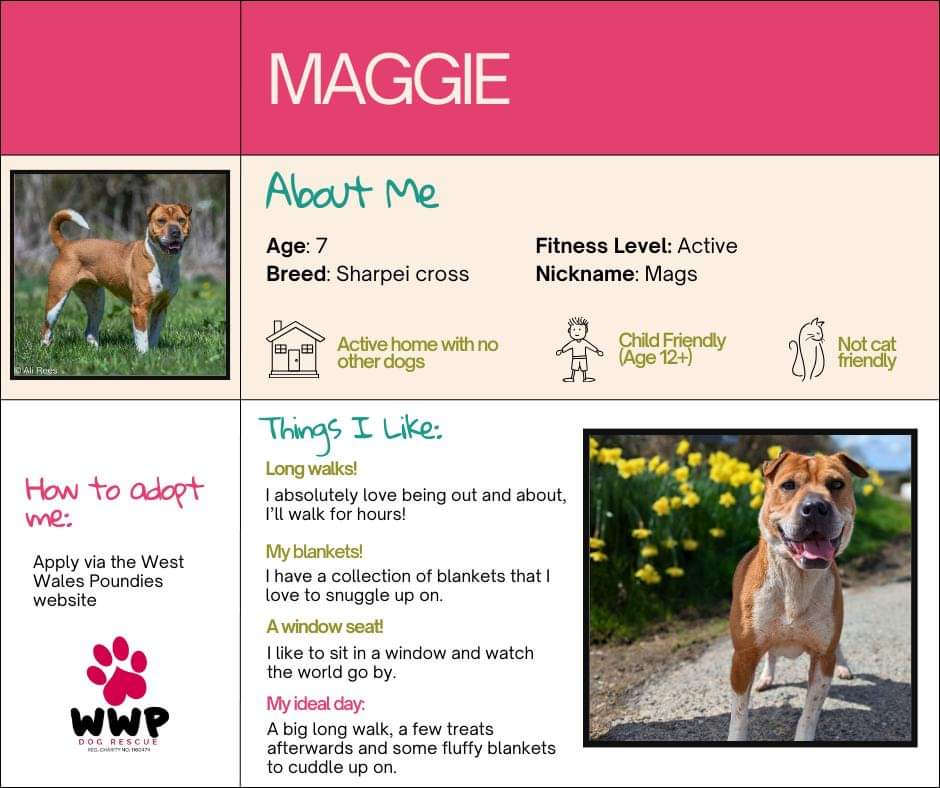 Maggie has been waiting in kennels 3 years now 😔 
She is in #Wales #UK 
Can you help find her a home 🏡 
Needs to be an only pet 
No cats 
#forgottensoulshour #rehomehour #k9hour