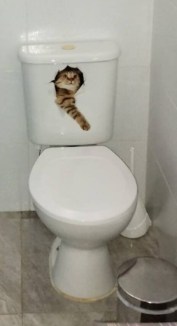 Queria fechar o projeto com um joguinho daora hoje mas infelizmente não vai dar.

Projeto Espírito Raposas se encerra como vice de Xique-Xique e alguns espancos levados na Empoliga.

Agradecemos a todas as torcidas. Disband geral a pedido do <a href="/RekizRKZ/">Airan</a> 

srs foi um prazer