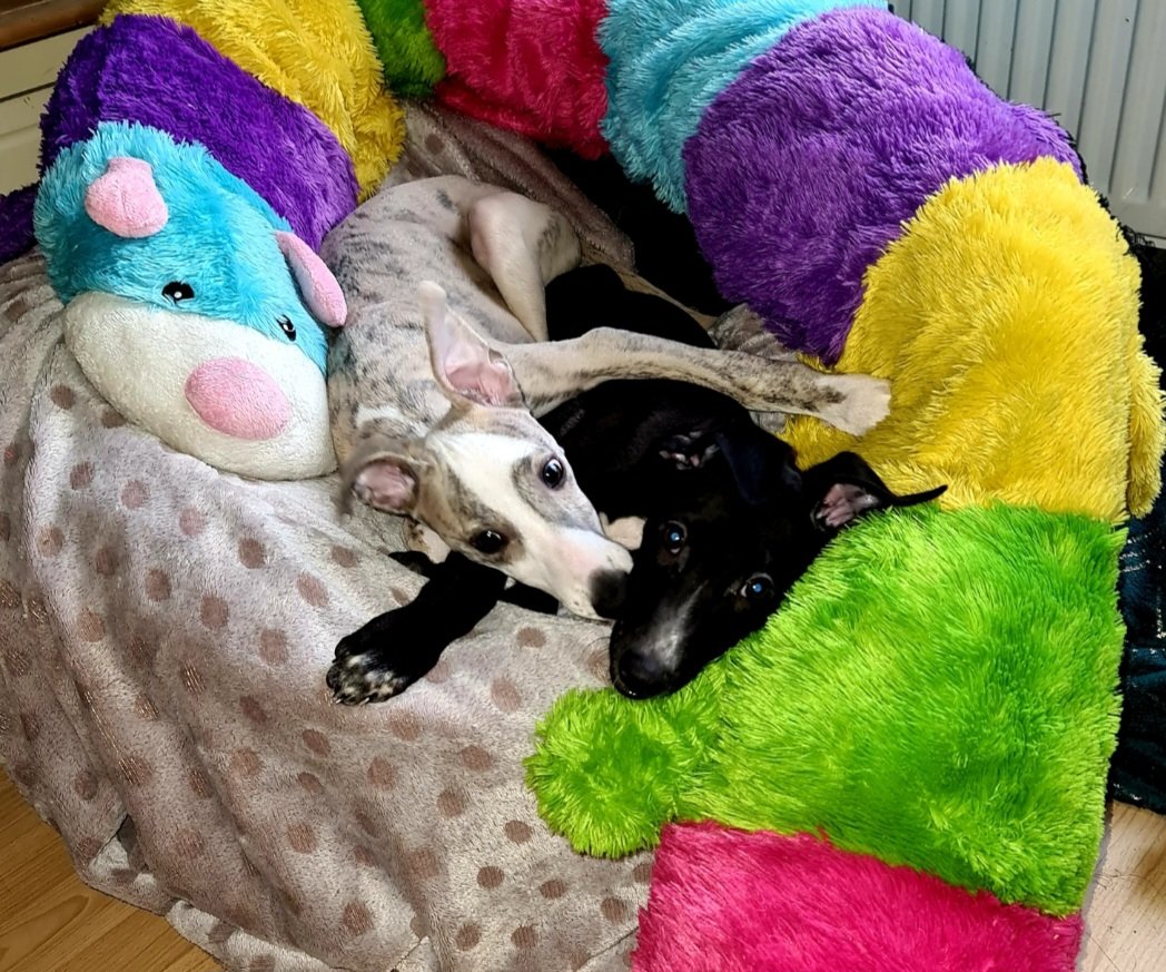 The cuddlepillar was originally little hoosis 1st Christmas present over 11 years ago, she kindly passed it to 🌈Roxy then to us boys 😍🐾🐕💙 #whippet #lurcher #dogsarefamily