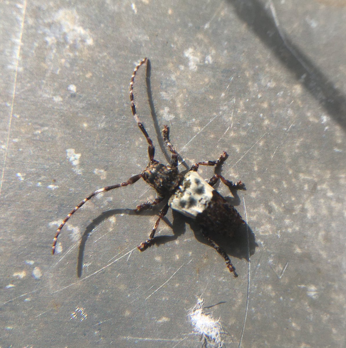 Graeme Wilson ππΎπ¦ππ·οΈππ (@graemebwilson) on Twitter photo Spotted this Greater Thorn-tipped Longhorn, Pogonocherus hispidulus, on my box of Longworth traps yesterday after I had finished leading a <a href="/GWEcology/">GW Ecology</a> small mammals session at @mauldsheugh_wood for <a href="/GoWild_Scotland/">Go Wild Scotland</a>.
<a href="/BuglifeScotland/">BuglifeScotland</a> <a href="/Buzz_dont_tweet/">Buglife</a> <a href="/NatureScot/">NatureScot</a> <a href="/ScotWildlife/">Scottish Wildlife Trust</a> Spotted this Greater Thorn-tipped Longhorn, Pogonocherus hispidulus, on my box of Longworth traps yesterday after I had finished leading a <a href="/GWEcology/">GW Ecology</a> small mammals session at @mauldsheugh_wood for <a href="/GoWild_Scotland/">Go Wild Scotland</a>.
<a href="/BuglifeScotland/">BuglifeScotland</a> <a href="/Buzz_dont_tweet/">Buglife</a> <a href="/NatureScot/">NatureScot</a> <a href="/ScotWildlife/">Scottish Wildlife Trust</a>