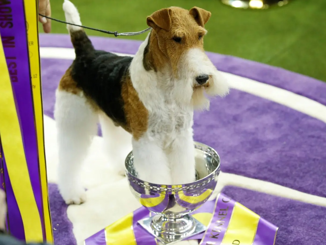A 7-year-old tricolor male Wire Fox Terrier named “King” (GCH Kingarthur Van Foliny Home) took Best in Show honors at the 2019 Westminster Kennel Club Dog Show.🐾

showsightmagazine.com/terrier-dog-br…

#WKCdogshow #wkcwinners #westminsterkennelclub #dogshow #bestinshow #wirefoxterrier