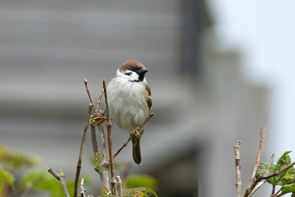 It's always nice to see the lovely Tree Sparrows at WWT Welney in Norfolk-I photographed this  bird during a recent visit there @WWTWelney