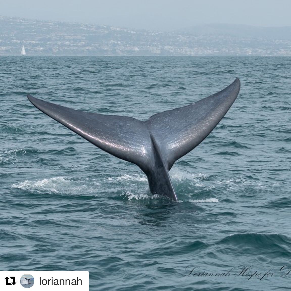 A Beautiful Blue Whale. Read the full story here: buff.ly/2YYoujS
Photo by Loriannah
This is an encounter from 2019
#WhaleTales
