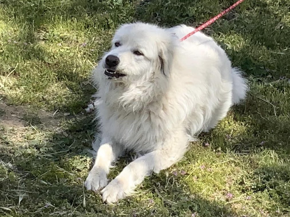 Case Closed — Dog Home “Maverick” (5/2/24)

Near Bear Valley Road and Columbia Way.

#LostandFound #FoundDog #BearValleySprings