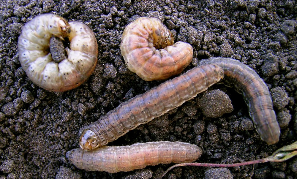 The best way to control cutworms? Get out and scout. albertafarmexpress.ca/news/cutworms-…