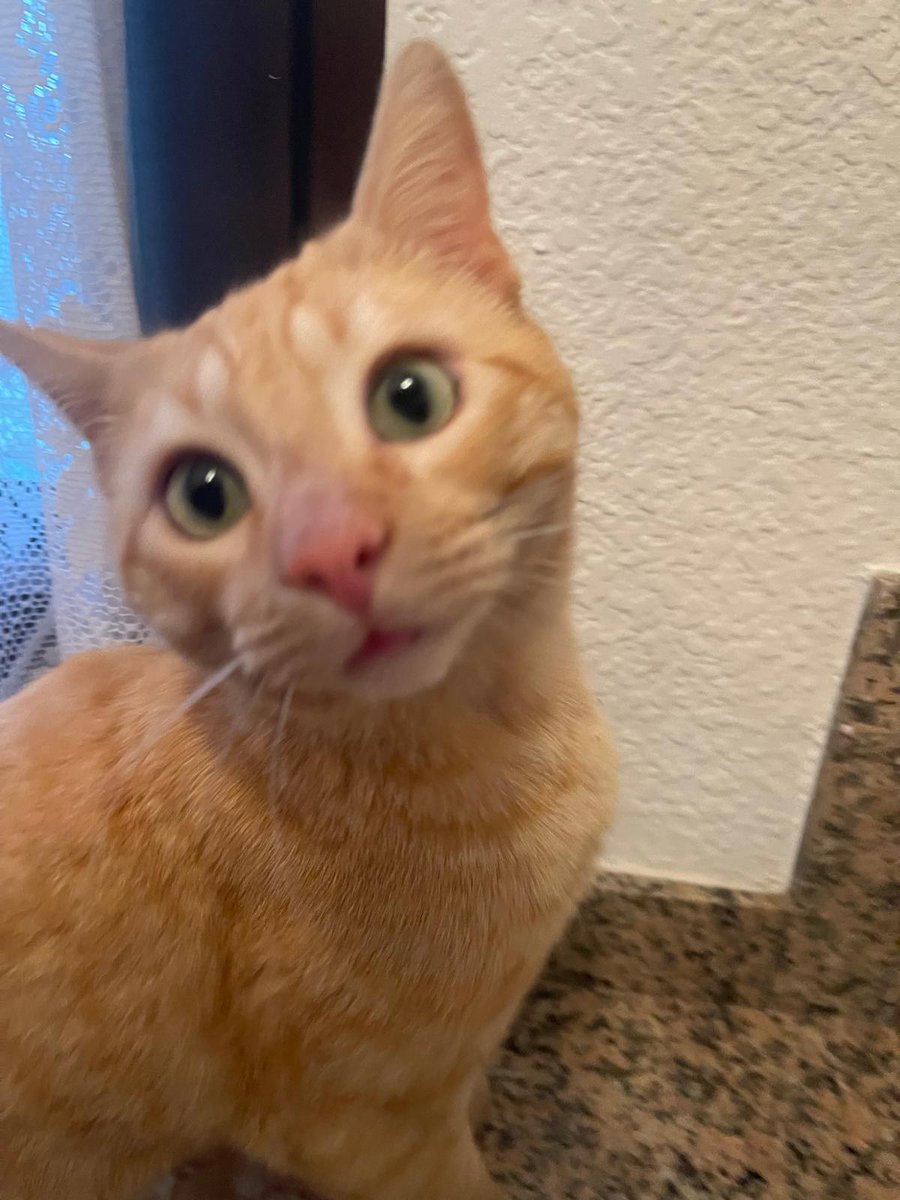 holaa, una amiga está buscando alguien qué quiera un gatito <3 se llama Charlie y es muy cariñoso y juguetón y necesita casa urgentemente:(( si no podéis acogerlo haced un poco de difusión xfi