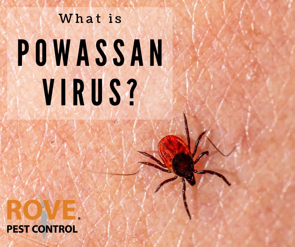 🚨 Learn about tick-borne diseases! Read our blog on Powassan virus, transmitted by ticks: rovepestcontrol.com/blog/what-is-p… 
Your health is our priority. Stay informed and protect yourself and your loved ones with Rove Pest Control. #PublicHealth #PestControl #Ticks 🦠🚫