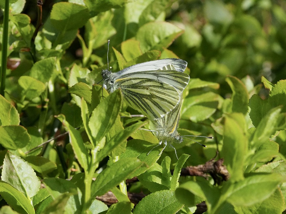 Green-veined White seen at Birk Bank, Quernmore on 2 May 2024.