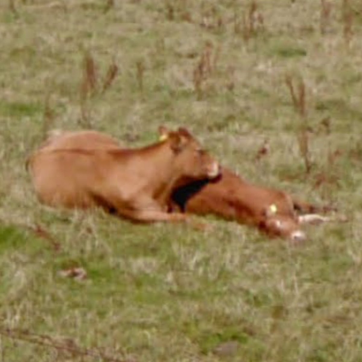 Friday! 9.30am! Cow of the Week! There was no COTW last Friday as these two cows insisted on being crowned joint winners. You can see why. Just look at them! They share a bond that cannot be broken — and Lord knows we have tried. Congratulations to these two cows!