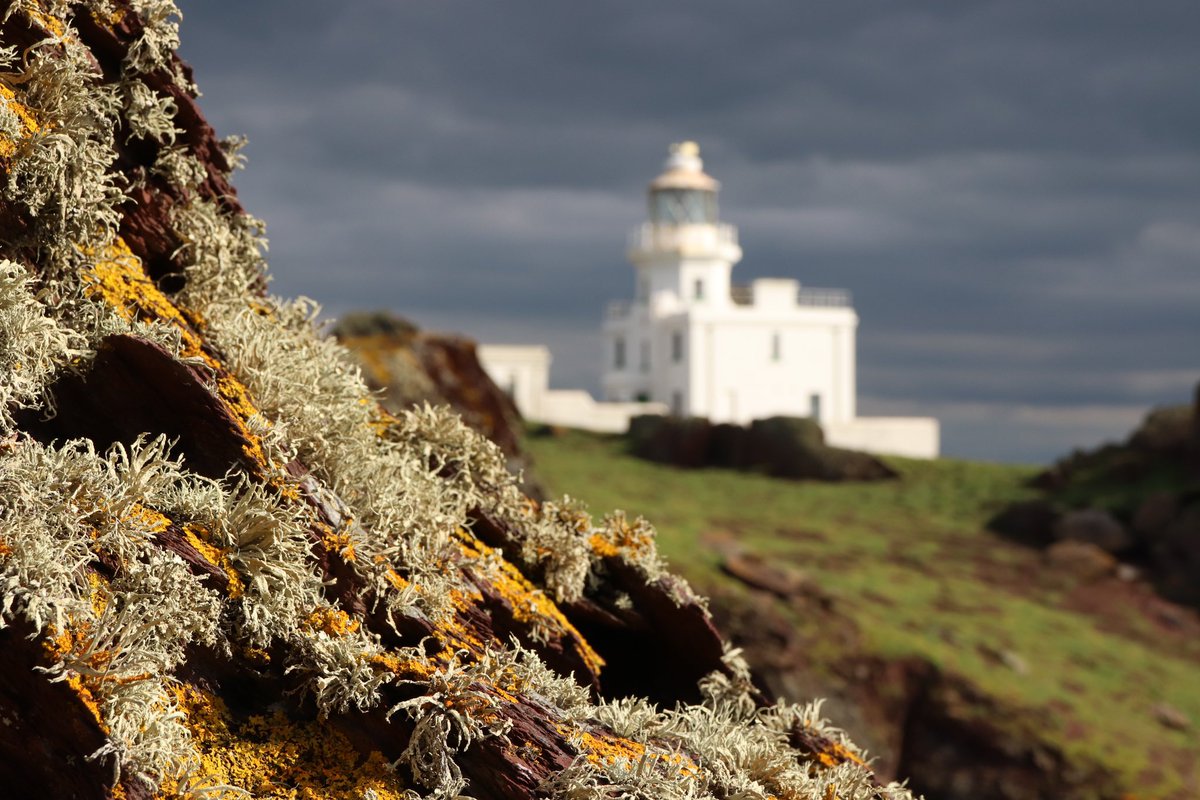 Appreciating the smaller inhabitants of @SkokholmIsland These vibrant little lichens add extra colour to the island’s red sandstone cliffs and dry-stone walls.