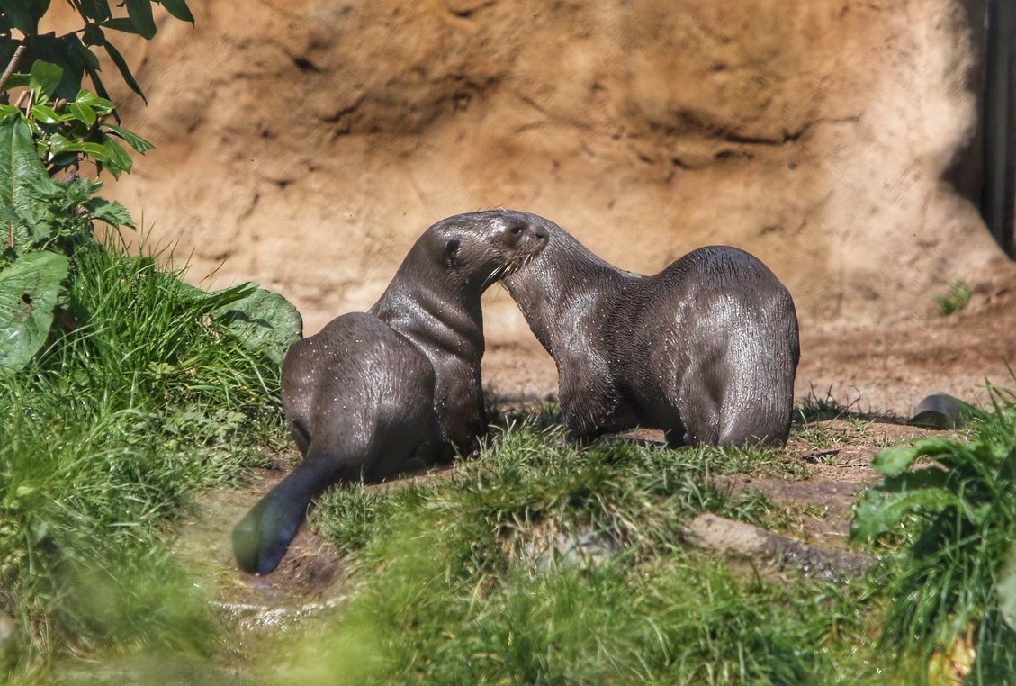 Animal photography (@ianzoopics) on Twitter photo New Male Giant Otter settling in at <a href="/chesterzoo/">Chester Zoo</a> #MaleOtter #chesterzoophotpgraphy #chesterzoosnaps #chesterzoophotos #animalphotos New Male Giant Otter settling in at <a href="/chesterzoo/">Chester Zoo</a> #MaleOtter #chesterzoophotpgraphy #chesterzoosnaps #chesterzoophotos #animalphotos