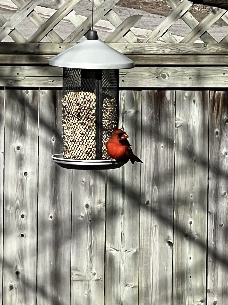 Dad finally filled the feeder and we got our first visitor 🙂