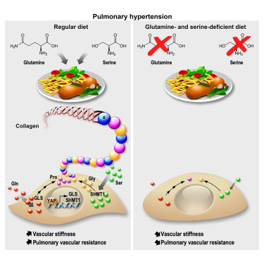 New! Online now: Dietary intake and glutamine-serine metabolism control pathologic vascular stiffness dlvr.it/T6L4WG