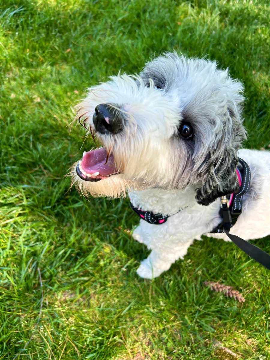 ChungyTheCat's tweet photo. #dogs #sheepadoodle #thursdayvibes https://t.co/kRW10qZ45o