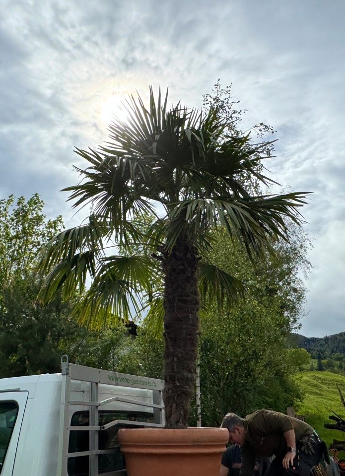Heiterweiter66's tweet image. Was heute auch noch war … wir trotzen dem Palmen- und Überwinterungsverbot 🌴ab 1.9.24, verordnet von der🇨🇭Irrenanstalt von und zu Bern 😎 #palmenverbot 🤢 - Guetnachti und pfuused guet 🌟💫🌙