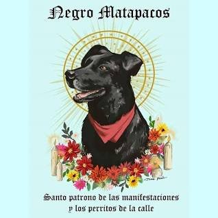 Les invito a poner las imágenes más bonitas del perrito  Negro #MataPacos
Es, fue y será  nuestro símbolo de lucha