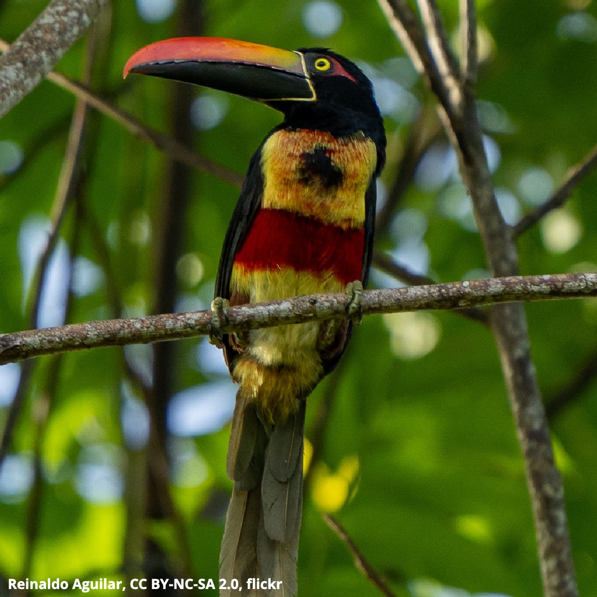 Behold the Fiery-billed Araçari  This bright-beaked bird lives in humid forests in Costa Rica & Panama, where it snacks on fruits, insects, & eggs. It might even eat the juveniles & eggs of pigeons or woodpeckers while also stealing theirs nests for itself.
