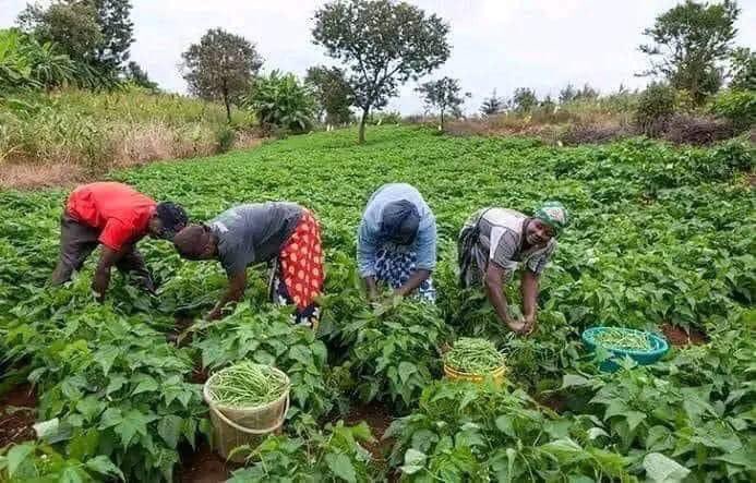 IPOB  encourage Biafrans to use every Monday to go and farm since it's farming season.

No more Monday Sit At Home
Use that Monday to go to farm.
#InvestInFarm #FreeBiafra 

Chinasa Nworu
On Radio Biafra
1/5/2024

Visit Biafra Farm forum to learn more about farming 🧺 🥝 🌾  🐠